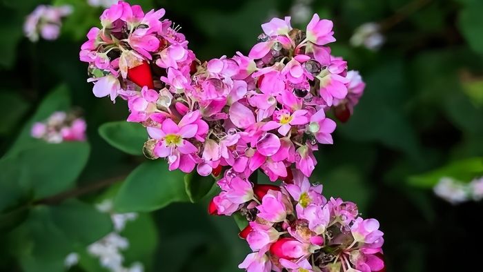 Những loài hoa tuyệt đẹp trong tháng 11